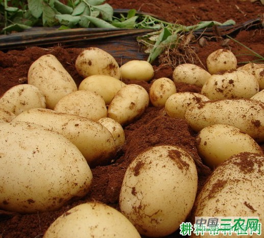 中薯19号马铃薯品种好不好？