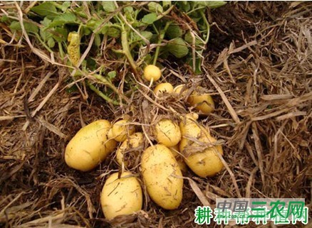 中薯19号马铃薯品种好不好？