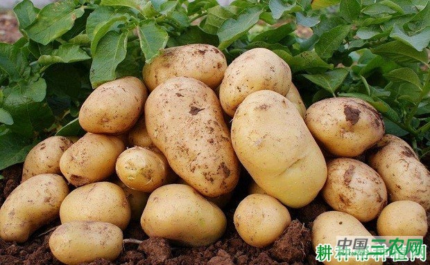 中薯18号马铃薯品种好不好？