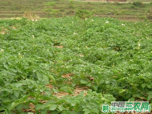 中薯18号马铃薯品种好不好？