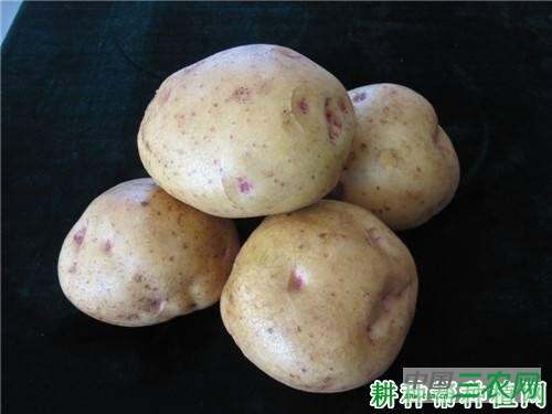 庄薯3号马铃薯品种好不好？