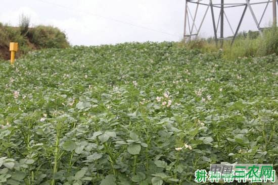 庄薯3号马铃薯品种好不好？