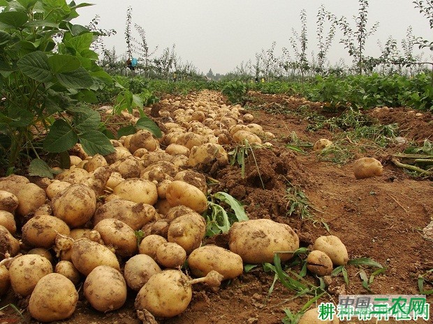庄薯3号马铃薯品种好不好？