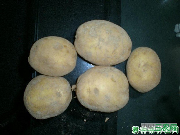 福克212马铃薯品种好不好？