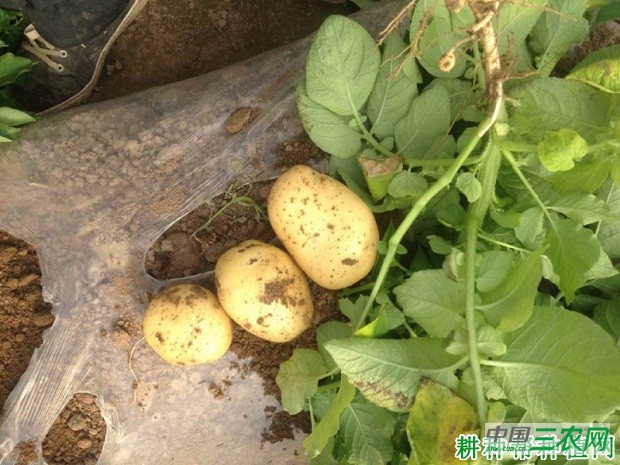 福克212马铃薯品种好不好？