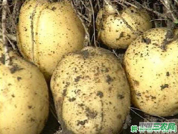 蒙薯19号马铃薯品种好不好？