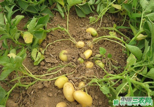 蒙薯19号马铃薯品种好不好？