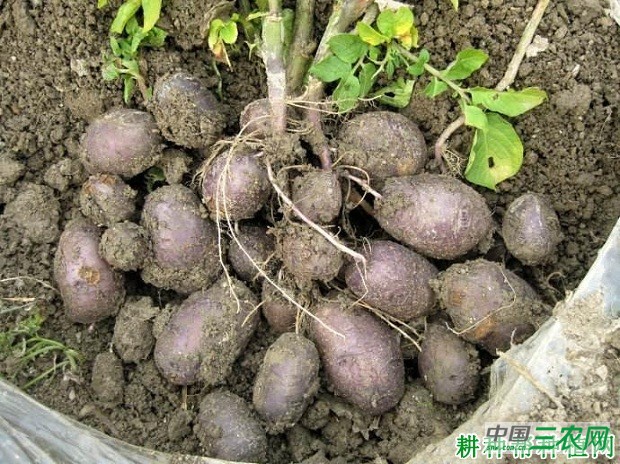 紫洋马铃薯品种好不好？