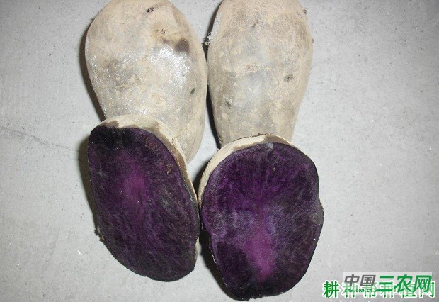 紫洋马铃薯品种好不好？