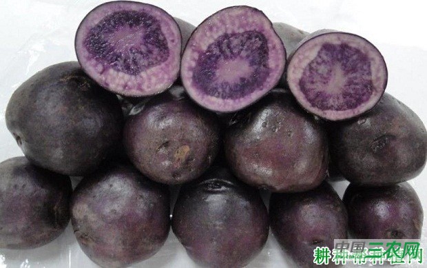红云马铃薯品种好不好？
