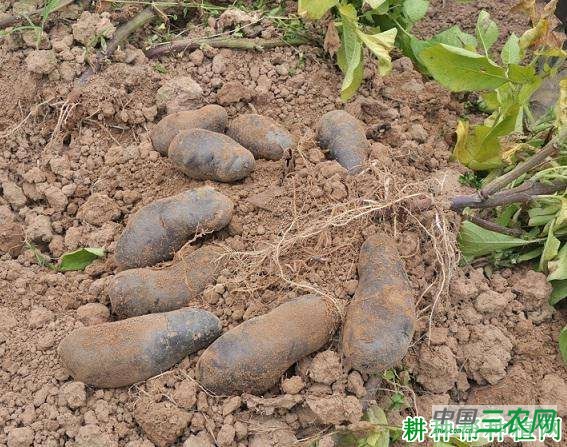 红云马铃薯品种好不好？