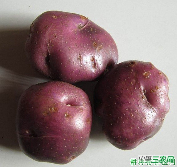 LT1533马铃薯品种好不好？