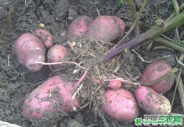 LT1533马铃薯品种好不好？