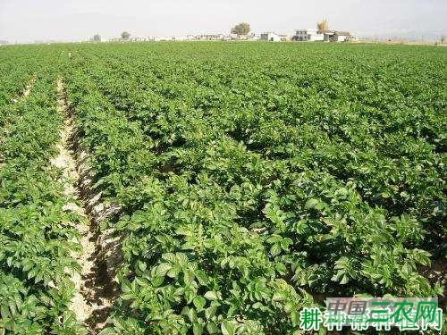 大西洋马铃薯品种好不好？