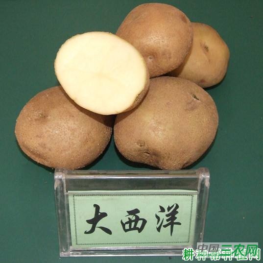 大西洋马铃薯品种好不好？
