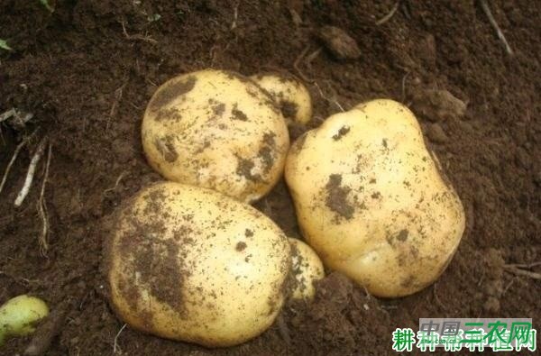 川凉薯6号马铃薯品种好不好？