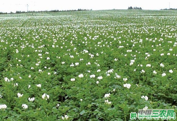 川凉薯6号马铃薯品种好不好？