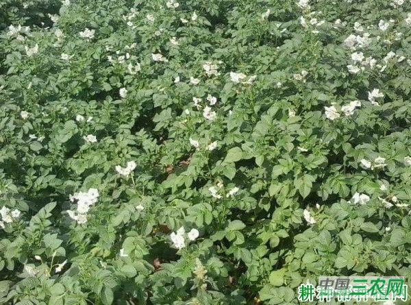毕威薯1号马铃薯品种好不好？