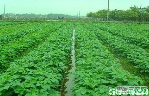 川芋802马铃薯品种好不好？