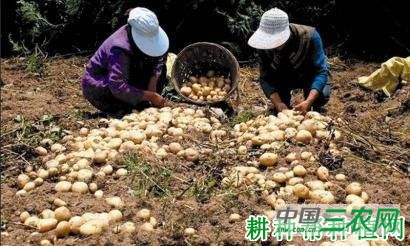 川芋802马铃薯品种好不好？