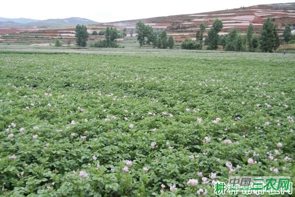 毕薯4号马铃薯品种好不好? 毕薯4号马铃薯品种好不好?