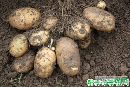 毕薯4号马铃薯品种好不好? 毕薯4号马铃薯品种好不好?