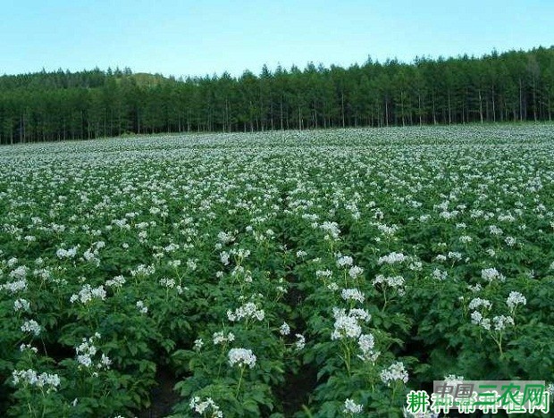 中薯8号马铃薯品种好不好？