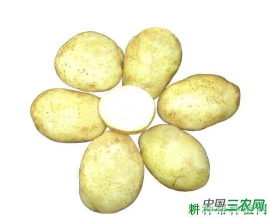 中薯8号马铃薯品种好不好？