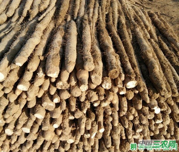 桂淮13号山药品种好不好？