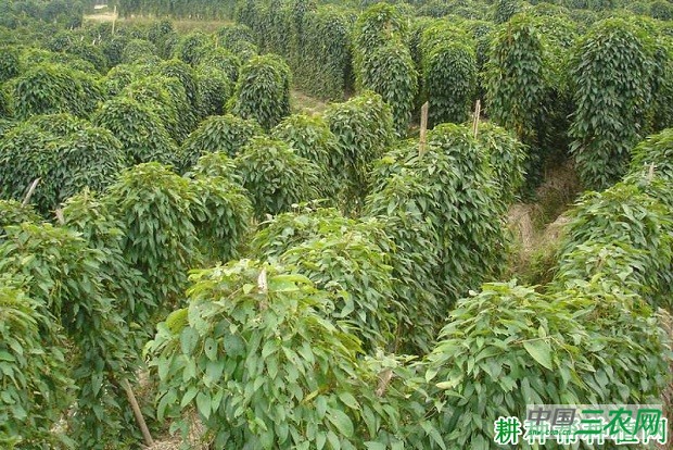 桂淮13号山药品种好不好？