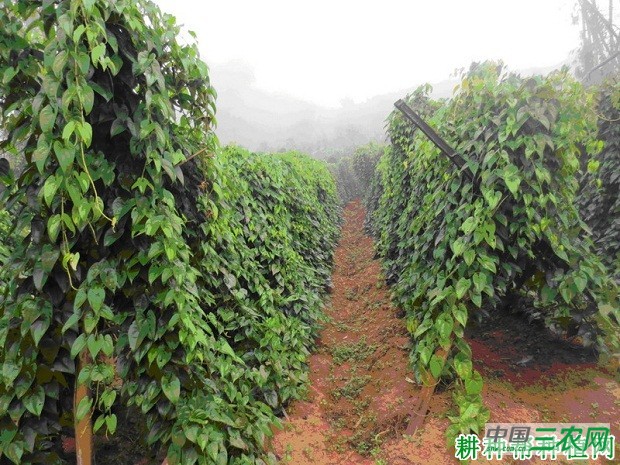 明淮1号山药品种好不好？