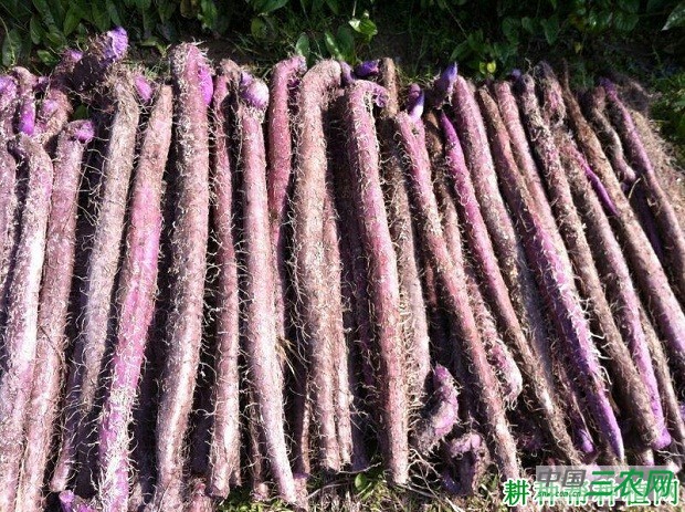 明淮1号山药品种好不好？