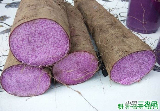 桂淮14号山药品种好不好？