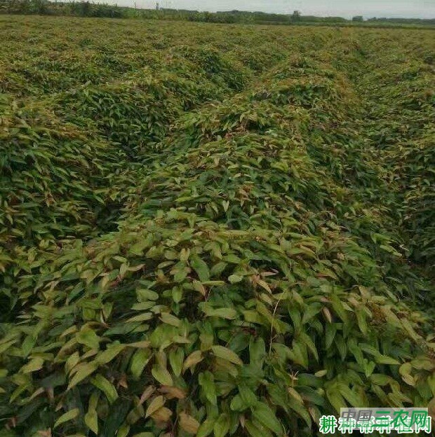 桂淮14号山药品种好不好？
