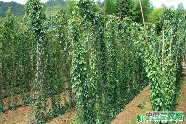 明淮2号山药品种好不好？