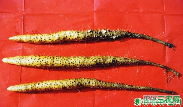 陇药1号山药品种好不好？