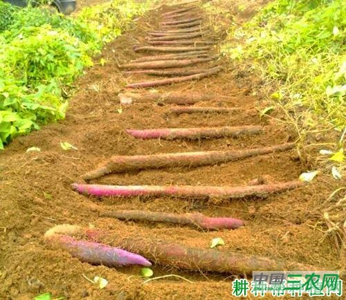 桂淮15号山药品种好不好？