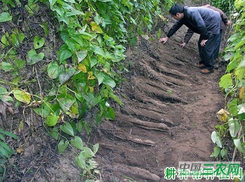 桂淮15号山药品种好不好？