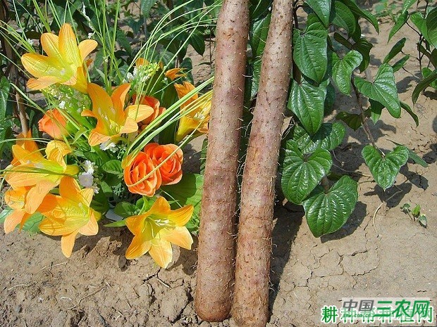 平凉山药品种好不好？