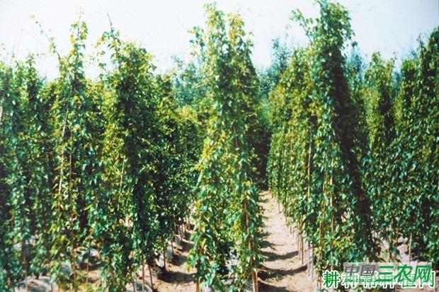 平凉山药品种好不好？