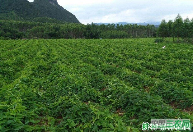 那淮1号山药品种好不好？