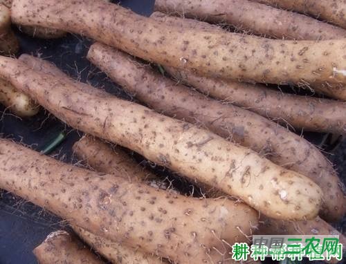 那淮1号山药品种好不好？