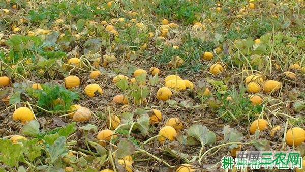 丰收南瓜1号南瓜品种好不好？