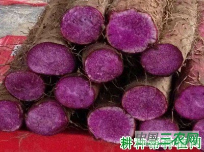 紫玉淮山山药品种好不好？