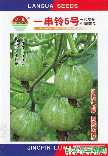 一串铃5号南瓜品种好不好？
