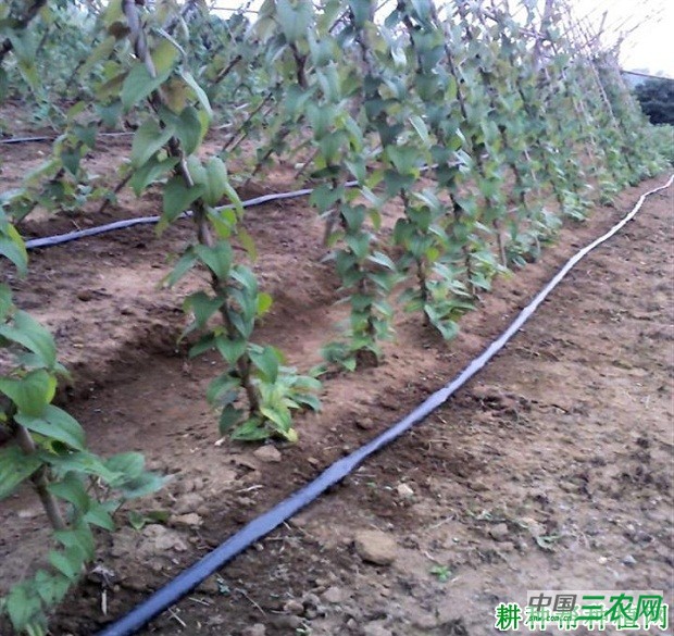 紫玉淮山山药品种好不好？