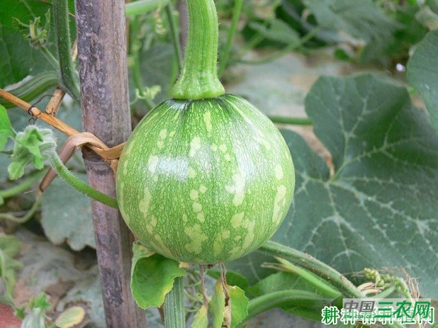 一串铃5号南瓜品种好不好？