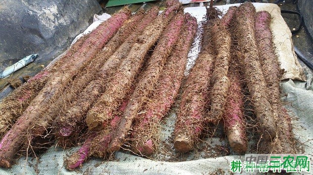 紫玉淮山山药品种好不好？