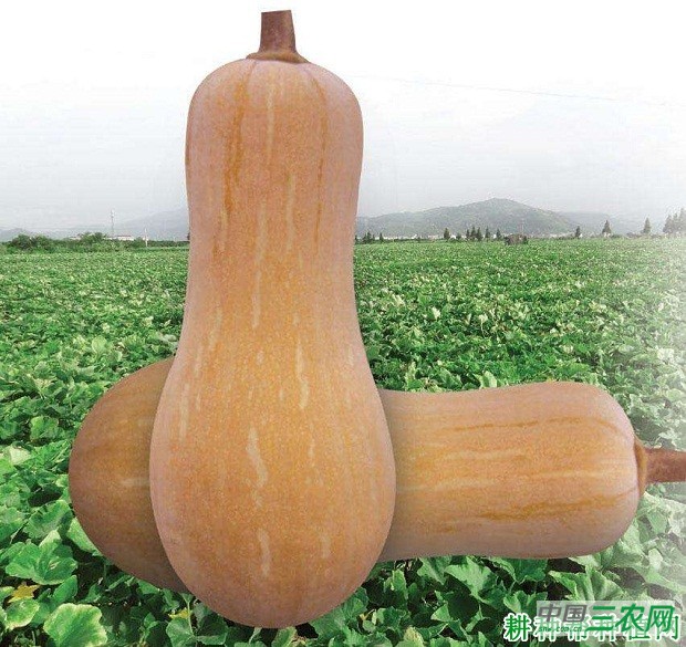 大果蜜本南瓜品种好不好？