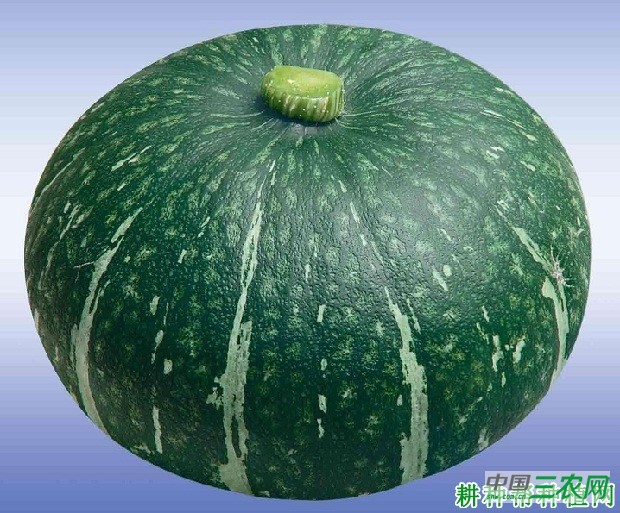 碧绿南瓜南瓜品种好不好？